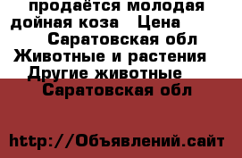 продаётся молодая дойная коза › Цена ­ 4 000 - Саратовская обл. Животные и растения » Другие животные   . Саратовская обл.
